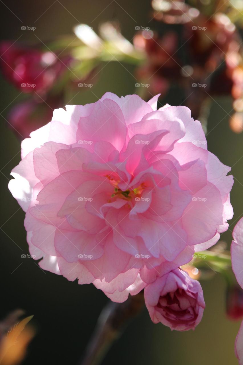 Spring roses flower