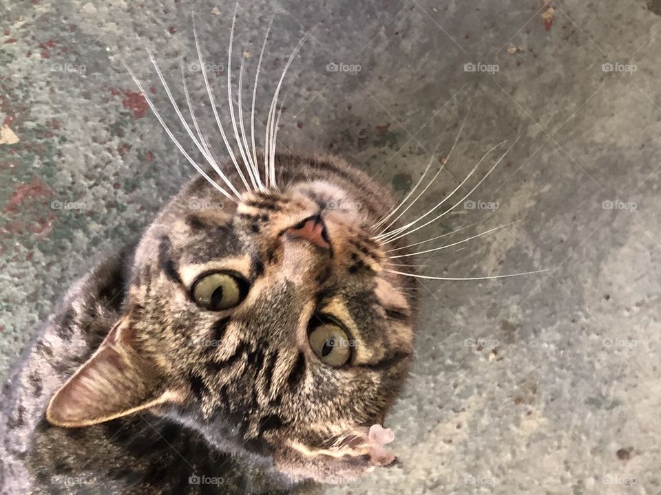 Adorable face of a Tom cat with green eyes