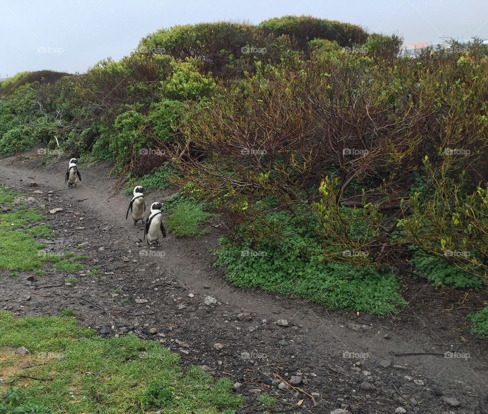 African penguins in South Africa