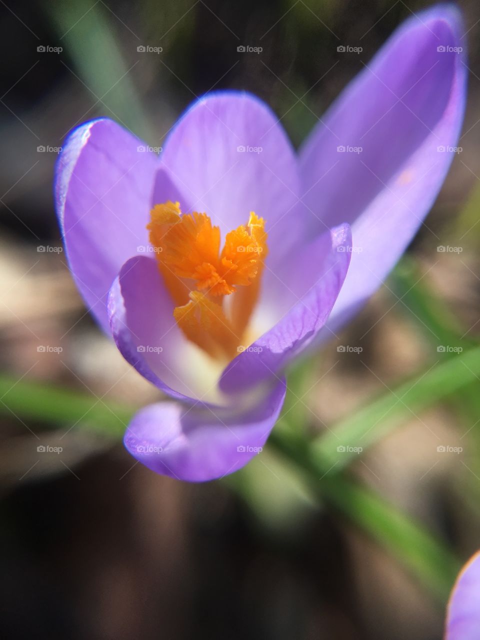 Crocus