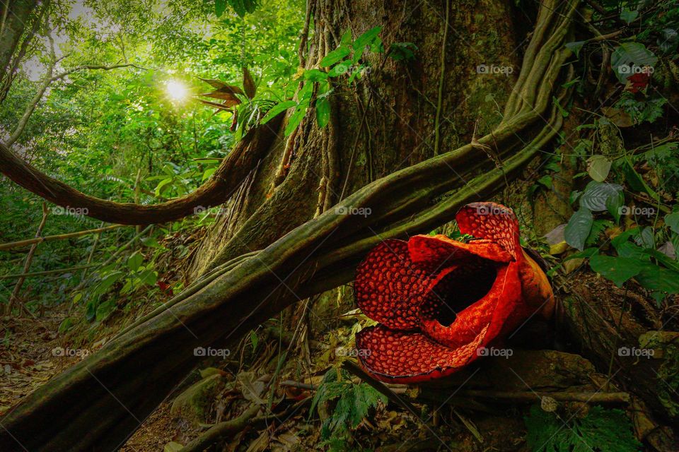 Rafflesia Flower in its tropical forest habitat indonesia