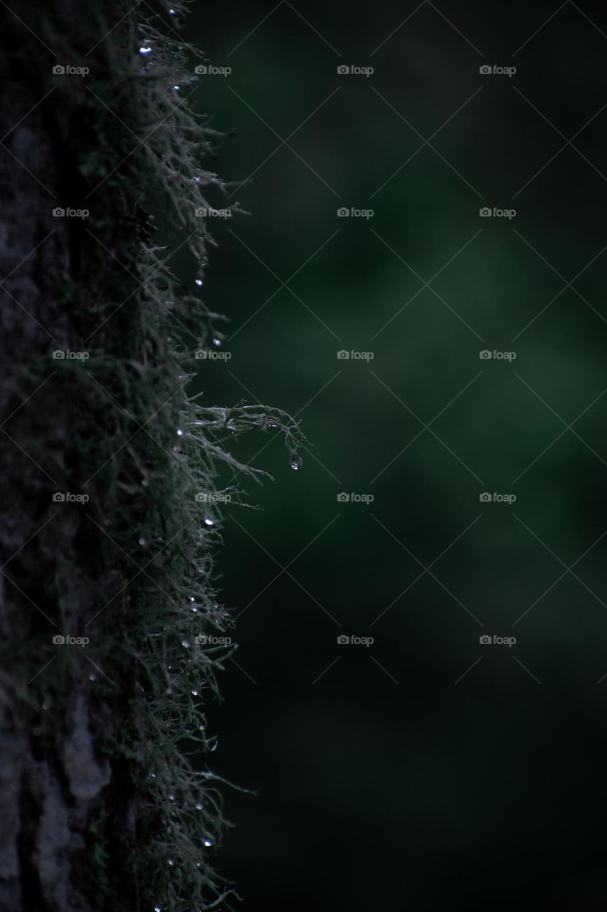 Raindrops on a tree in the forest.