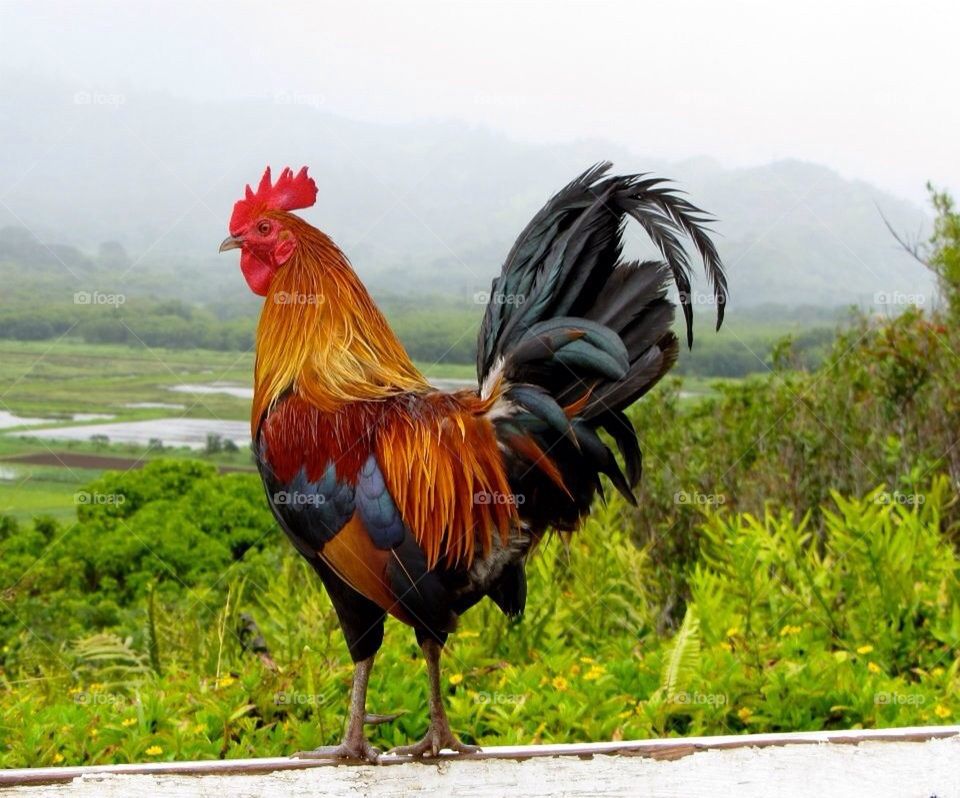 Rooster in Hawaii