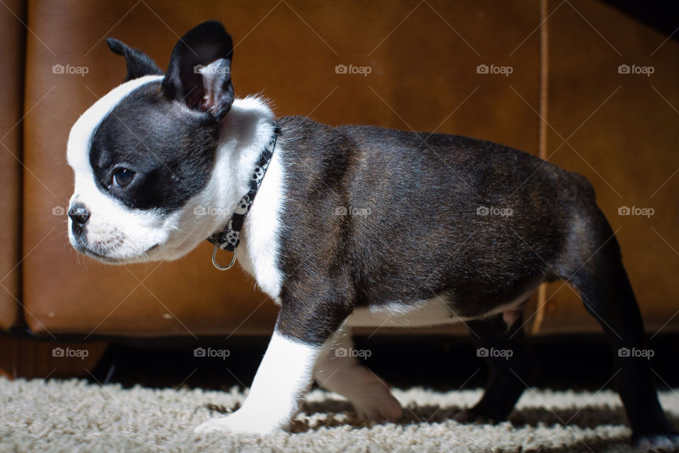 white black dog boston by darrellperry