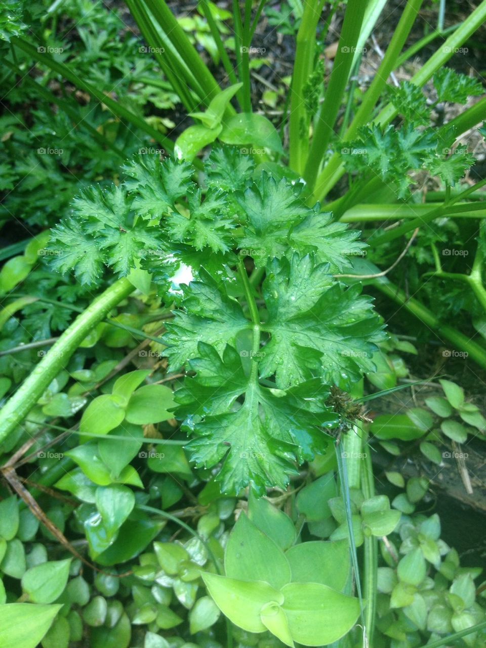 Home Grown Parsley