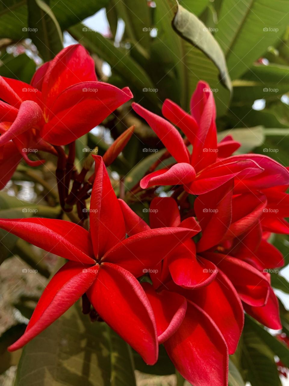 Flower tree; Red Green 