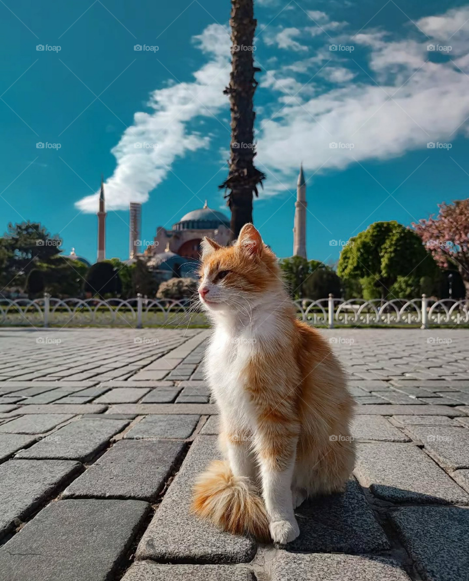 Katze Weiß und Braun