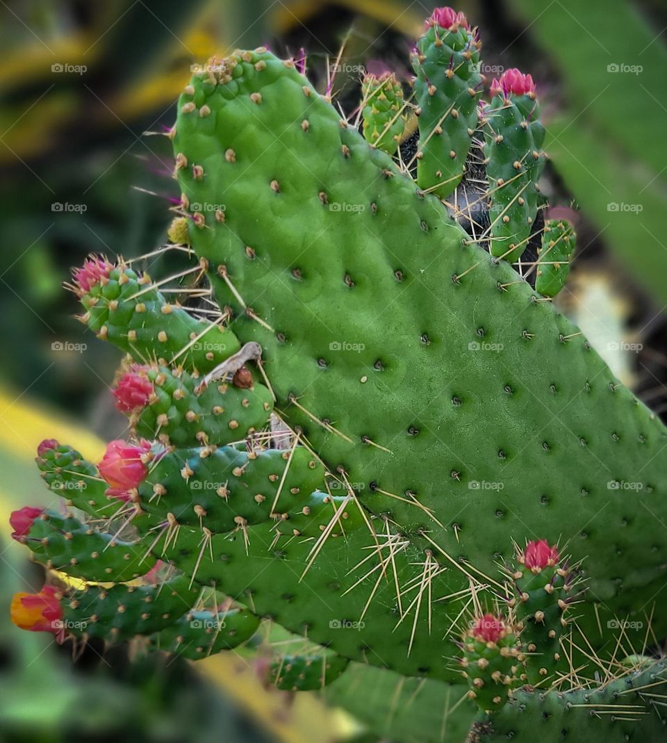 Blooming cactus flowers