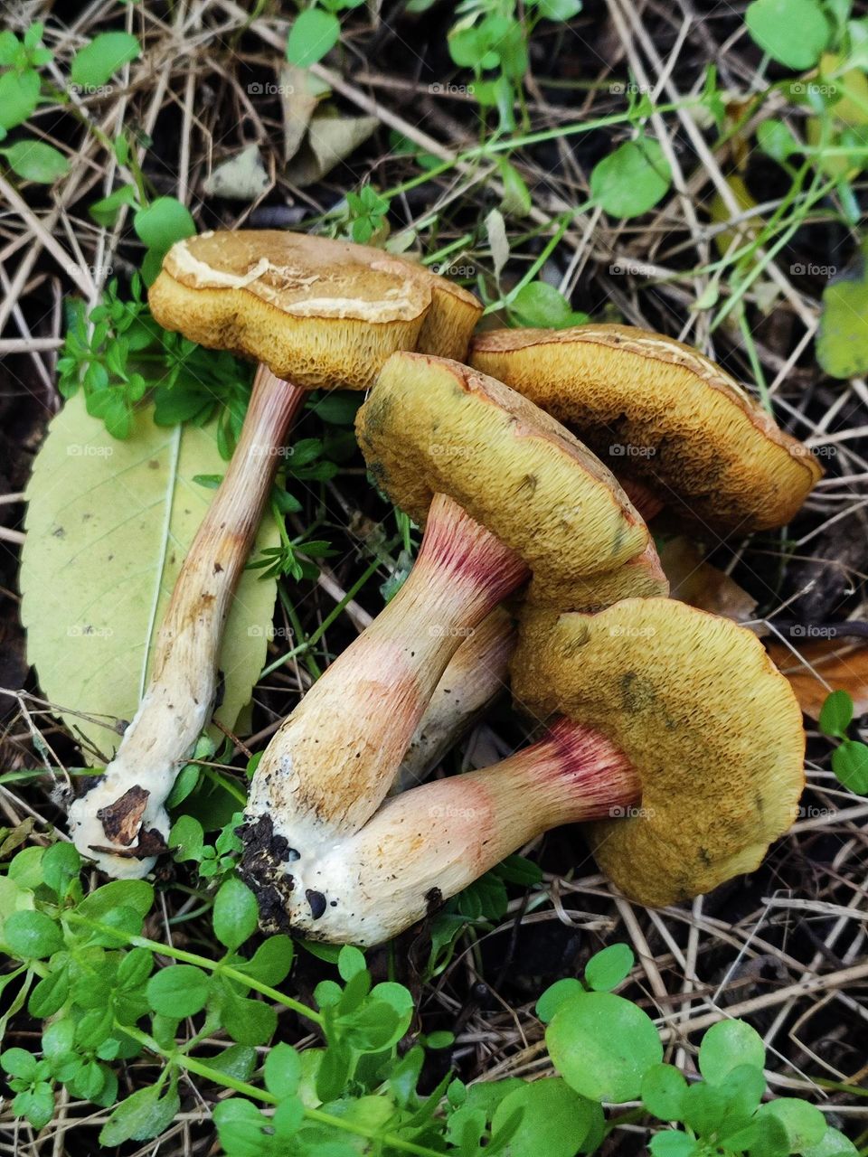 Group of Xerocomellus species mushrooms