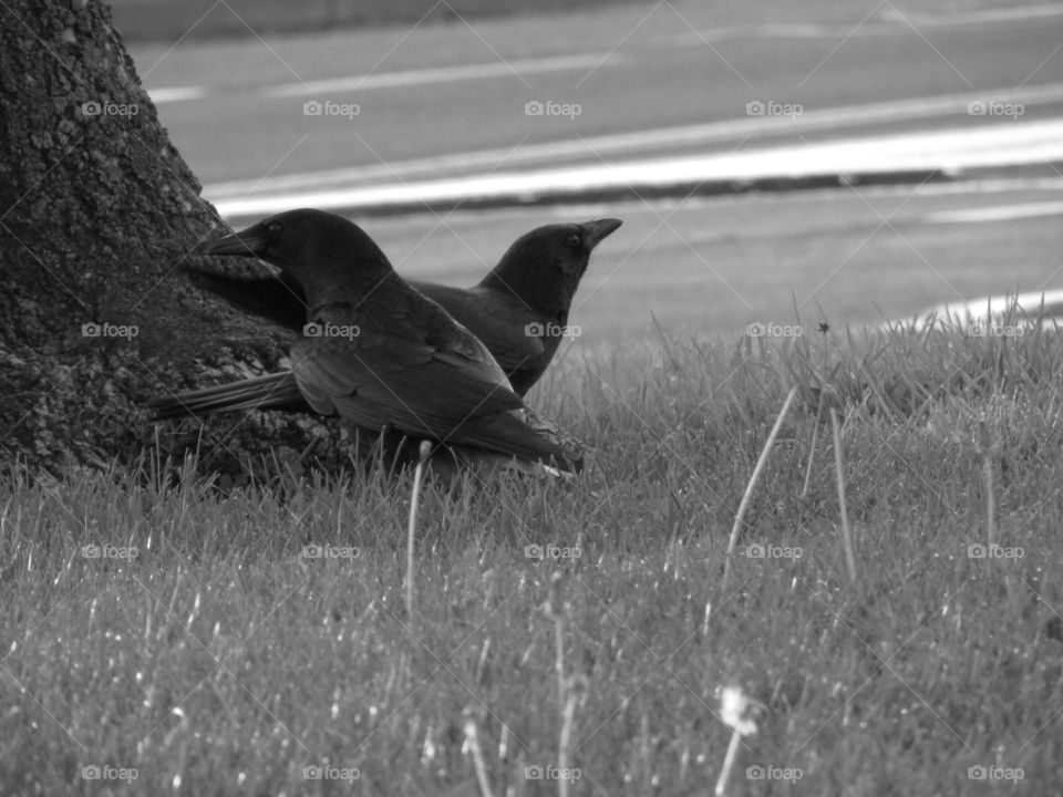 Blackbirds. I was on my way to work when I took this picture