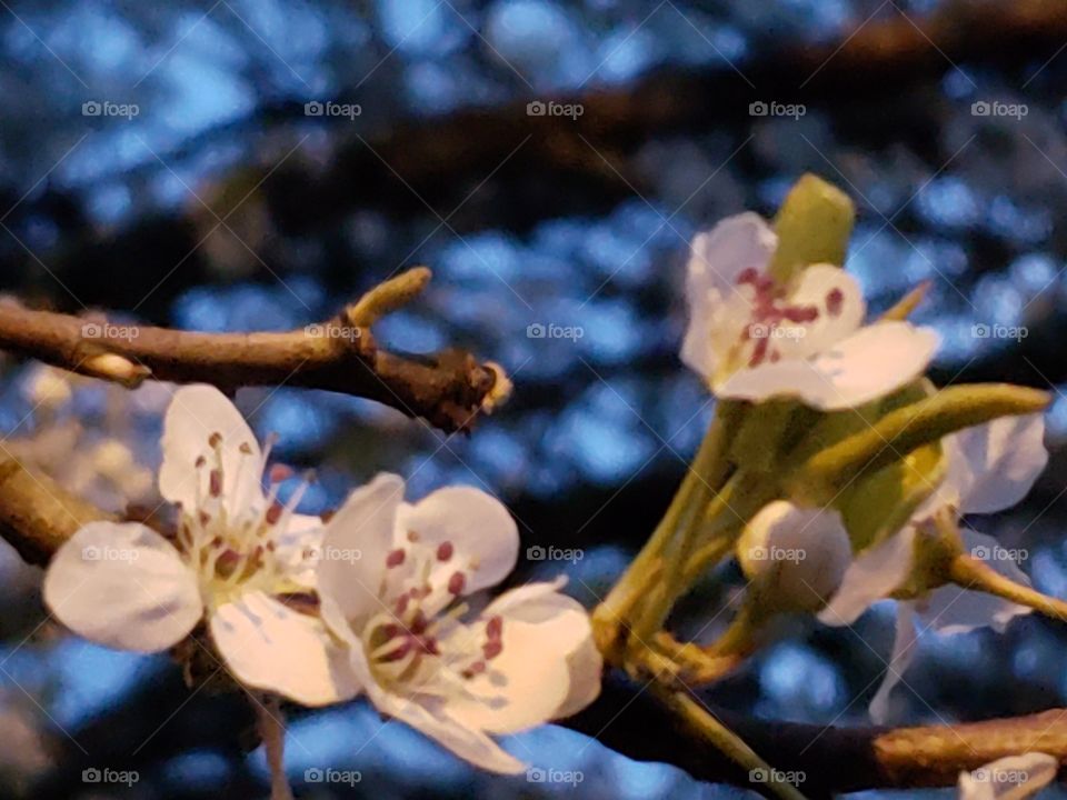 White spring blossoms