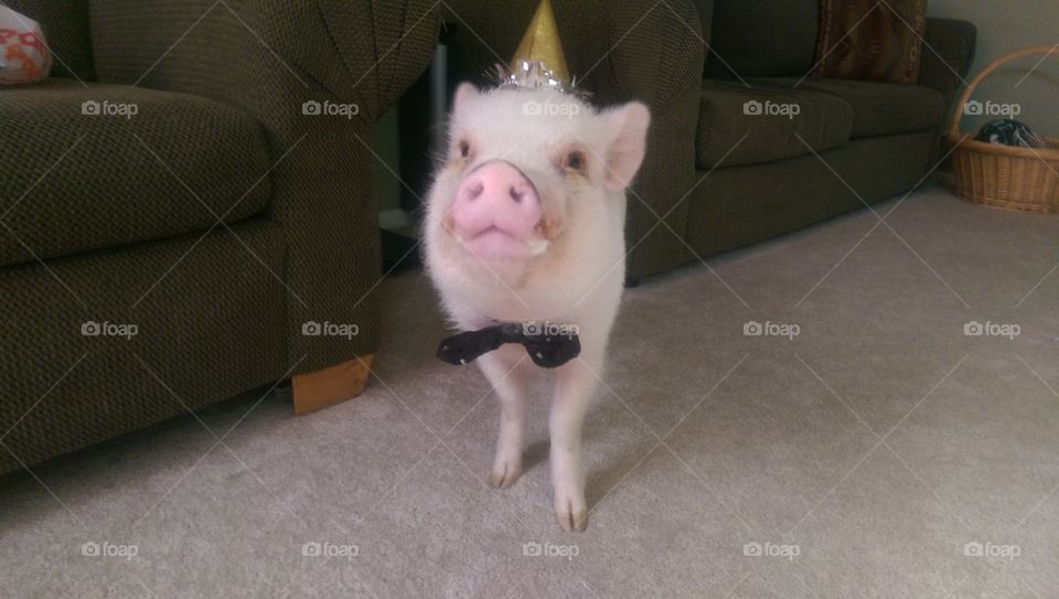 party piggy