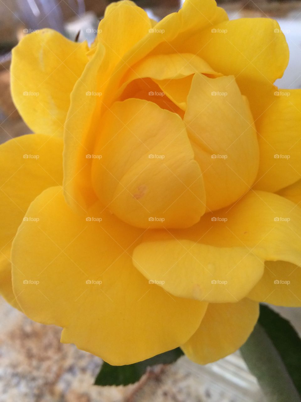Yellow rose