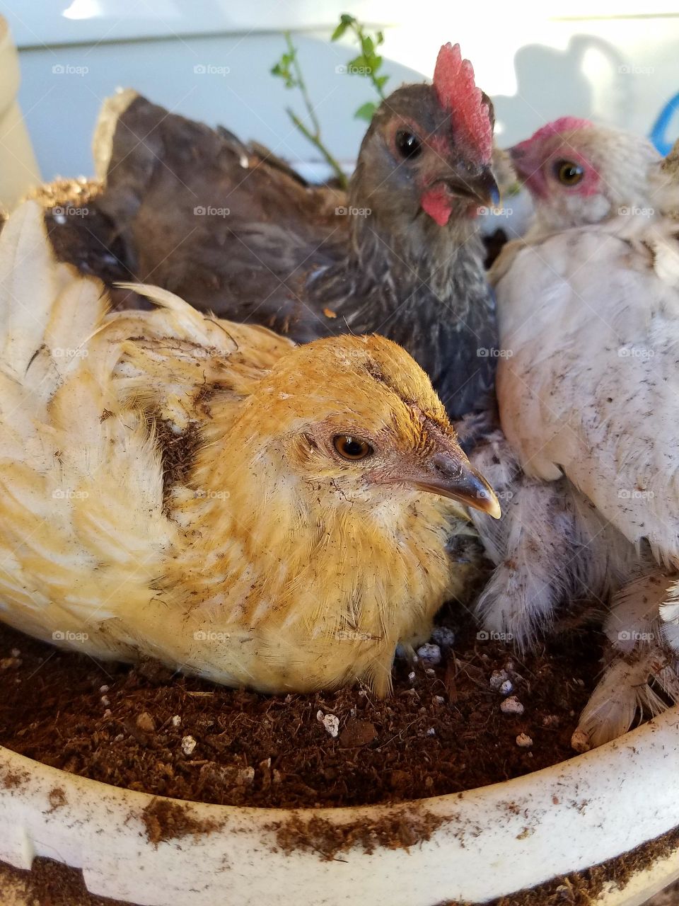 My planted chickens!