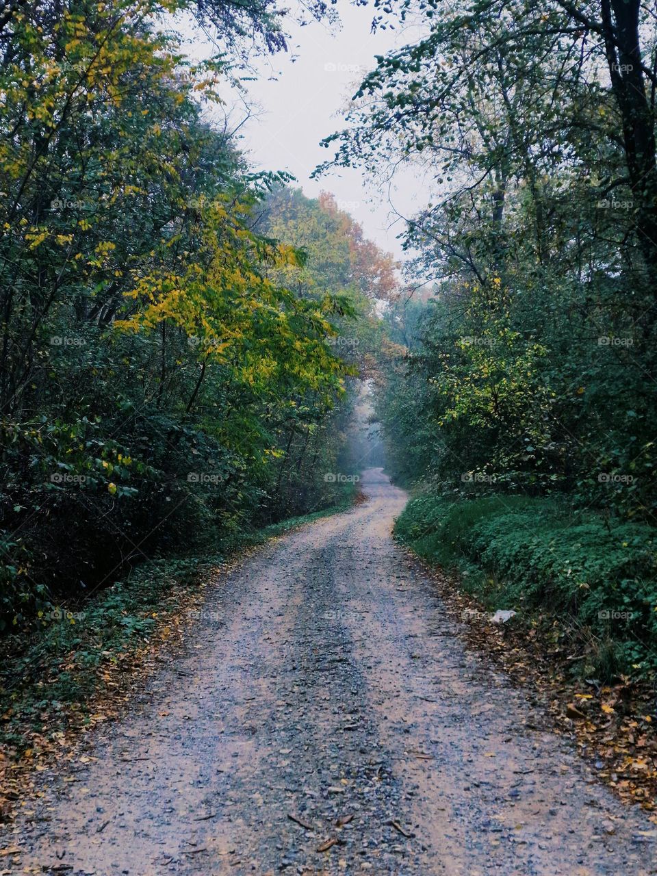 autumn road