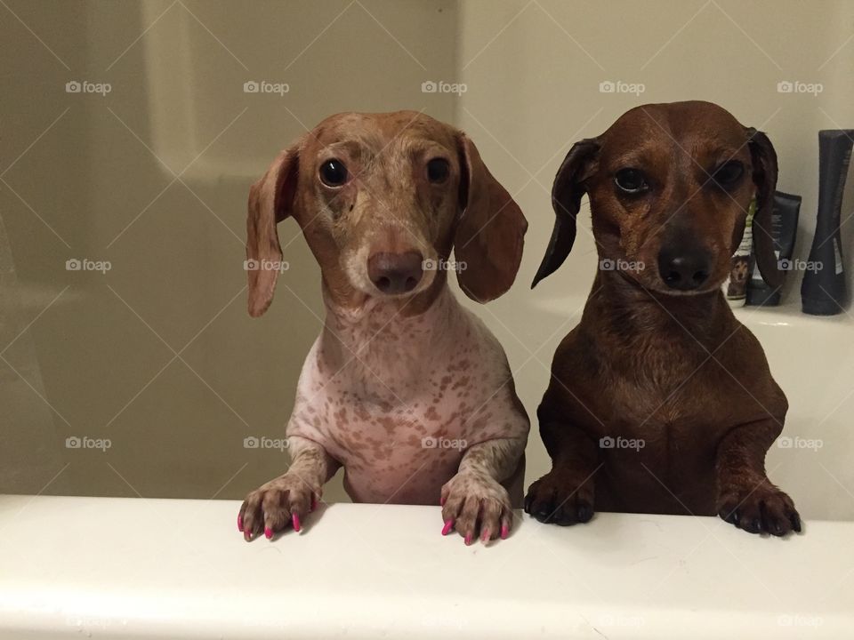 Dachshunds In Bathtub