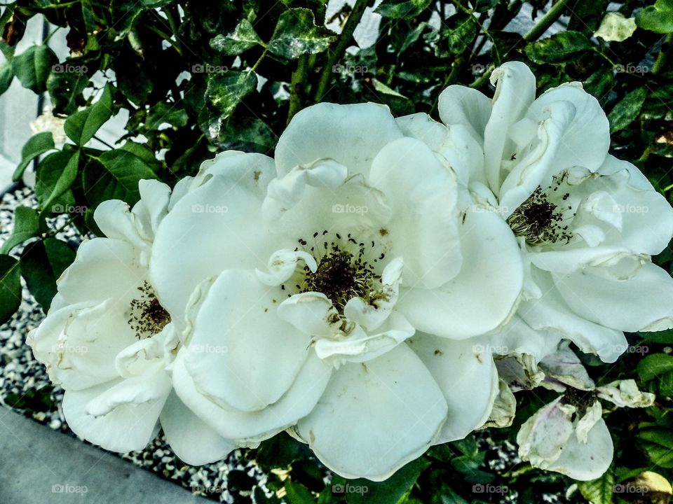 Three white flowers