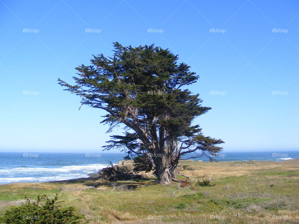 Coastal tree