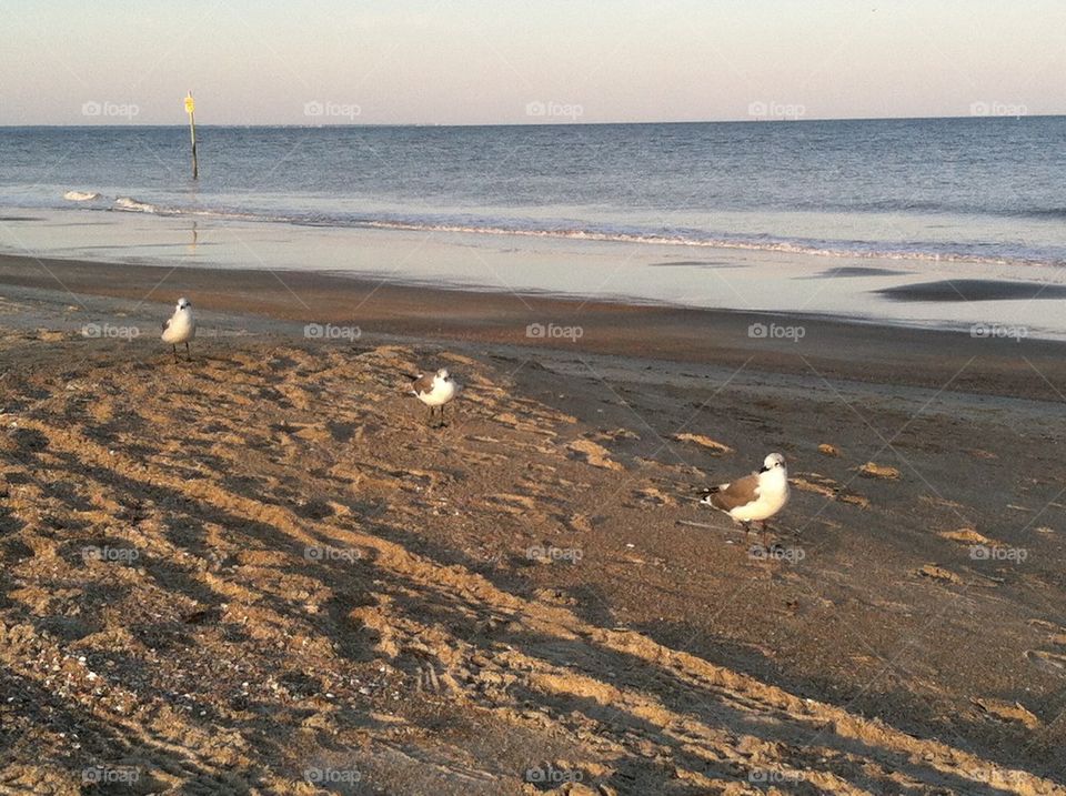 Three seabird amigos