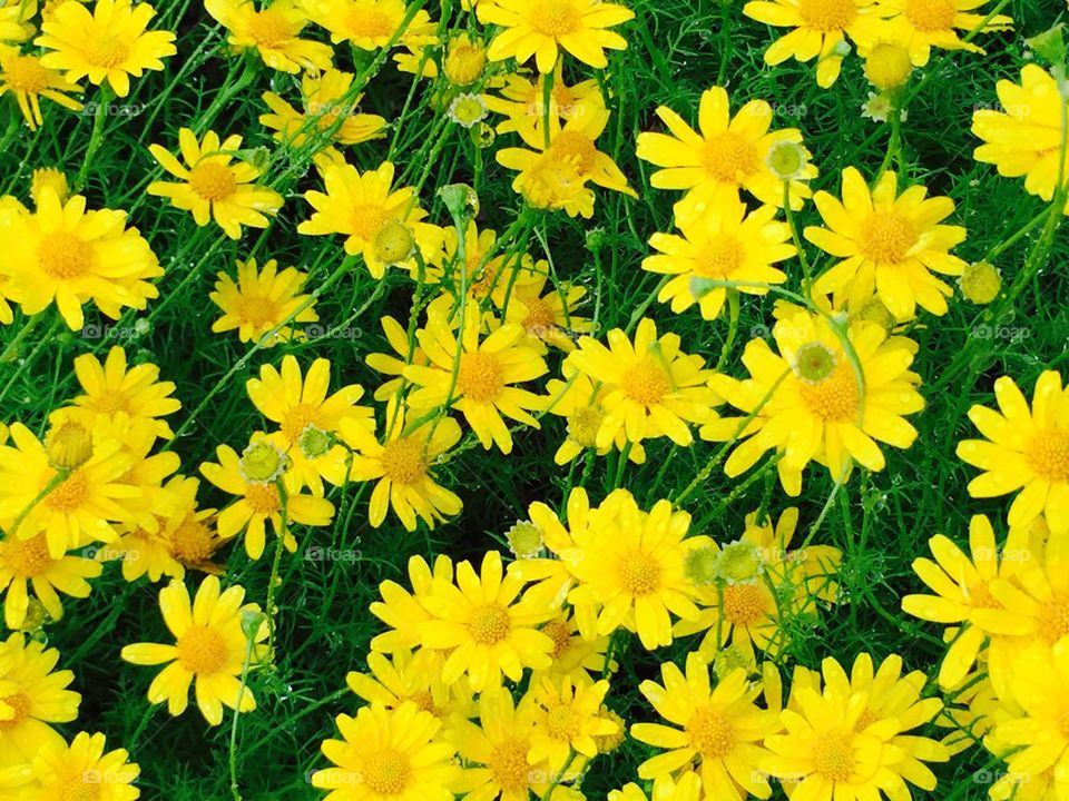 Backgrounds of wild yellow flowers