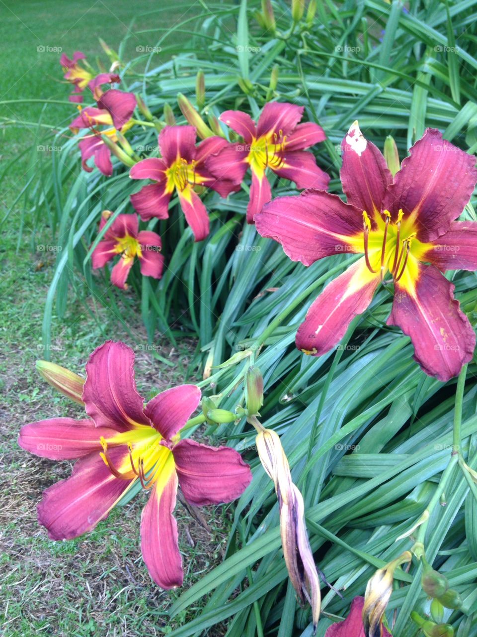 Day lily 