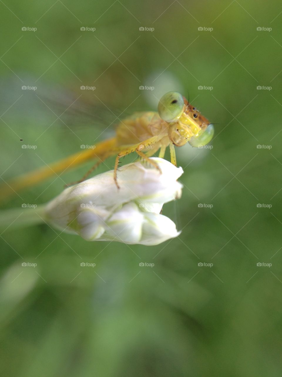 Dragonfly on white bud
