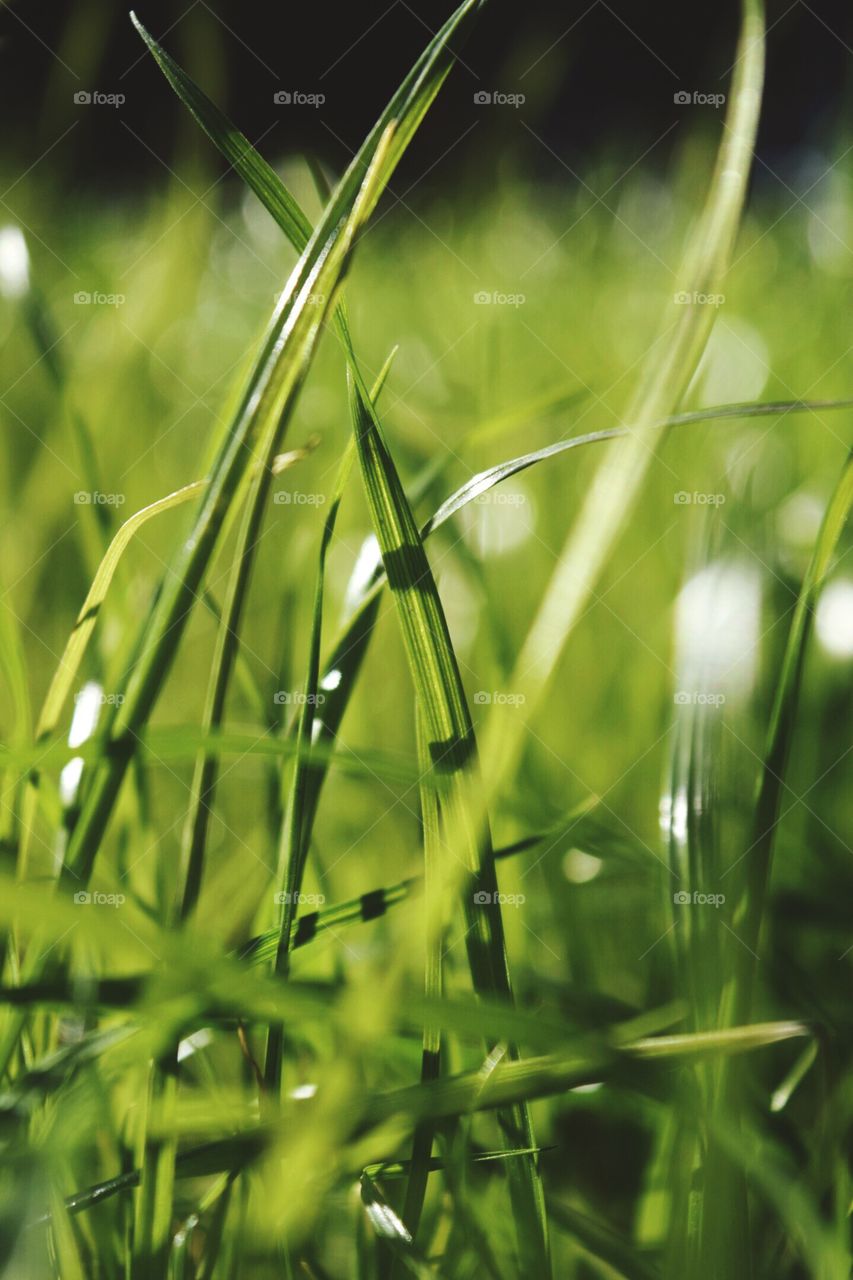 Sunny grass 🌿