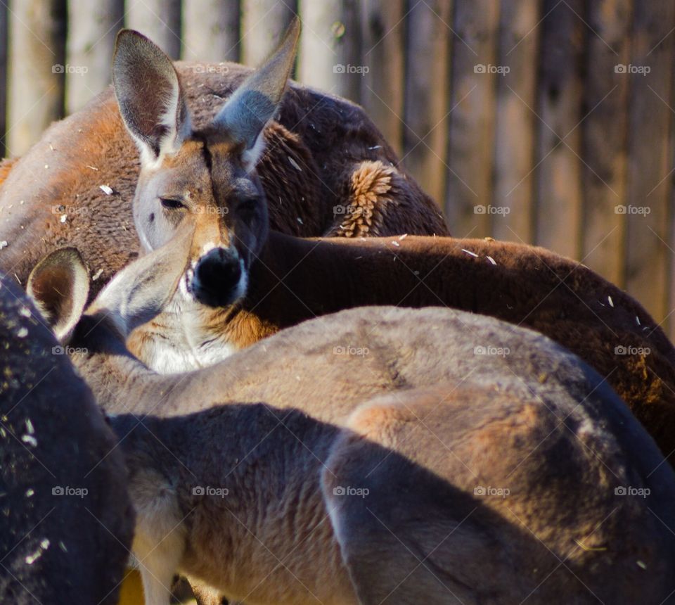 Kangaroos In Captivity 