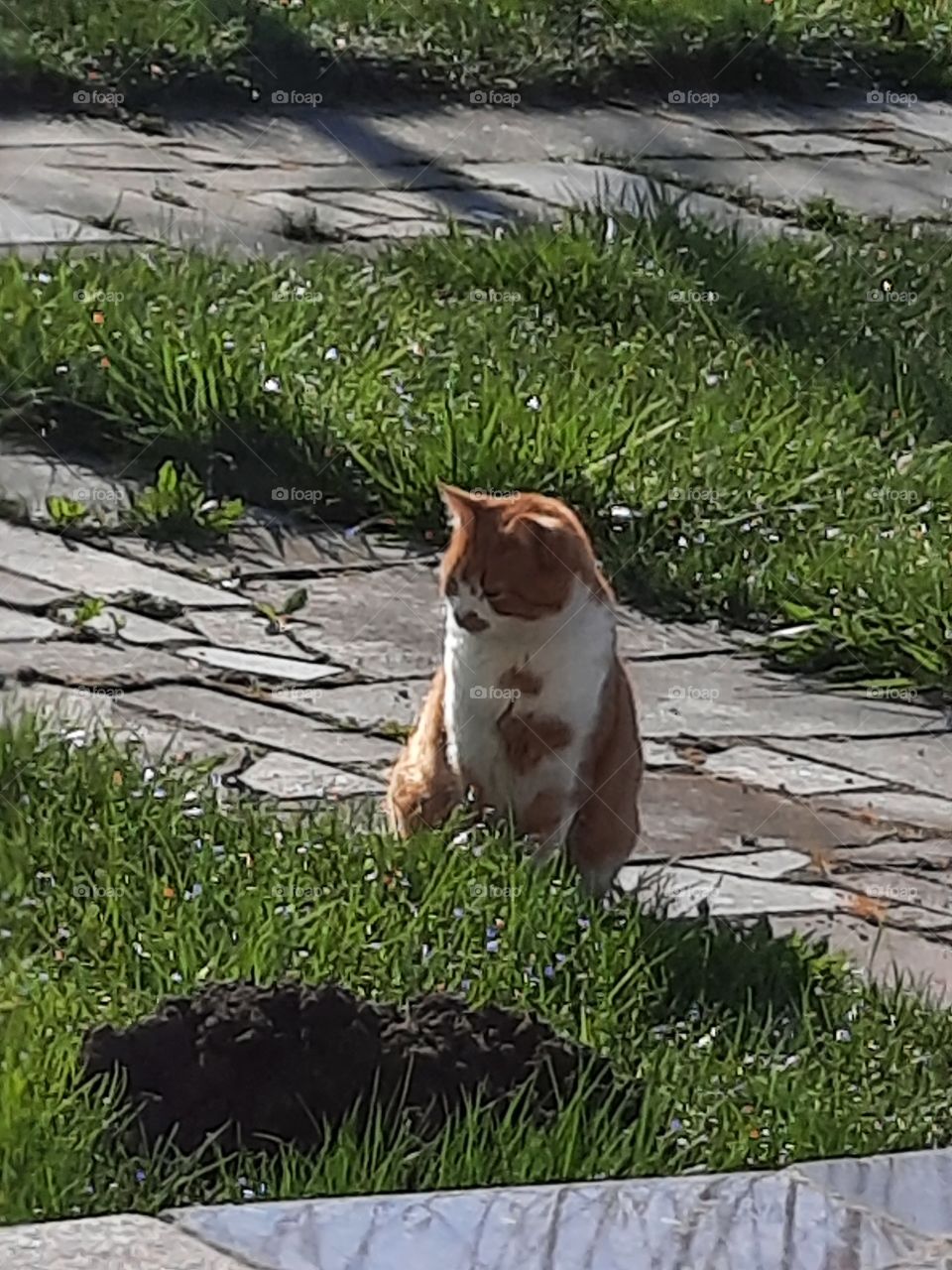 my cat watching carefully mole mound in the early morning