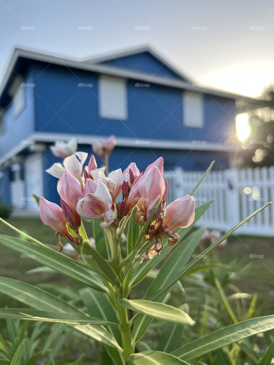 Summer vs fall. Closeup of pink oleander against blue bay house at sunset with the sun peeking through. 