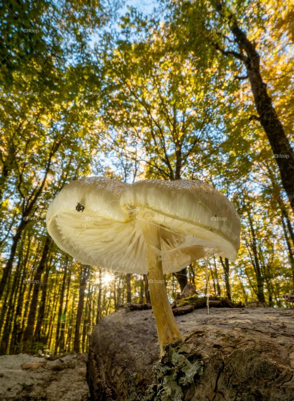 mashroom plants