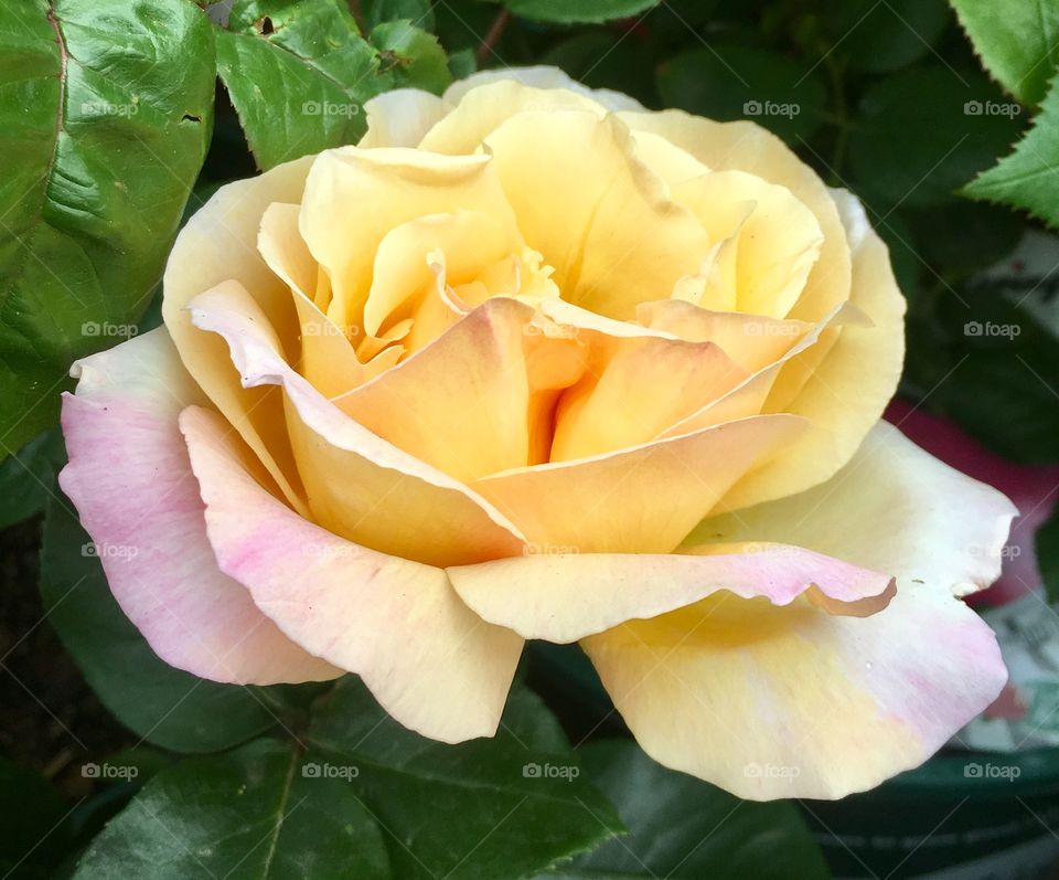 Blush rose blossom 