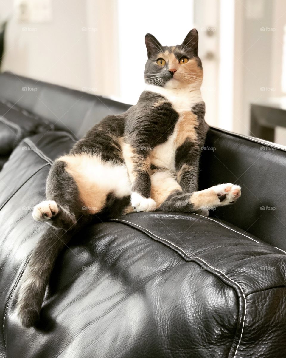 Silly kitty sitting like people. We love her and her quirks. 