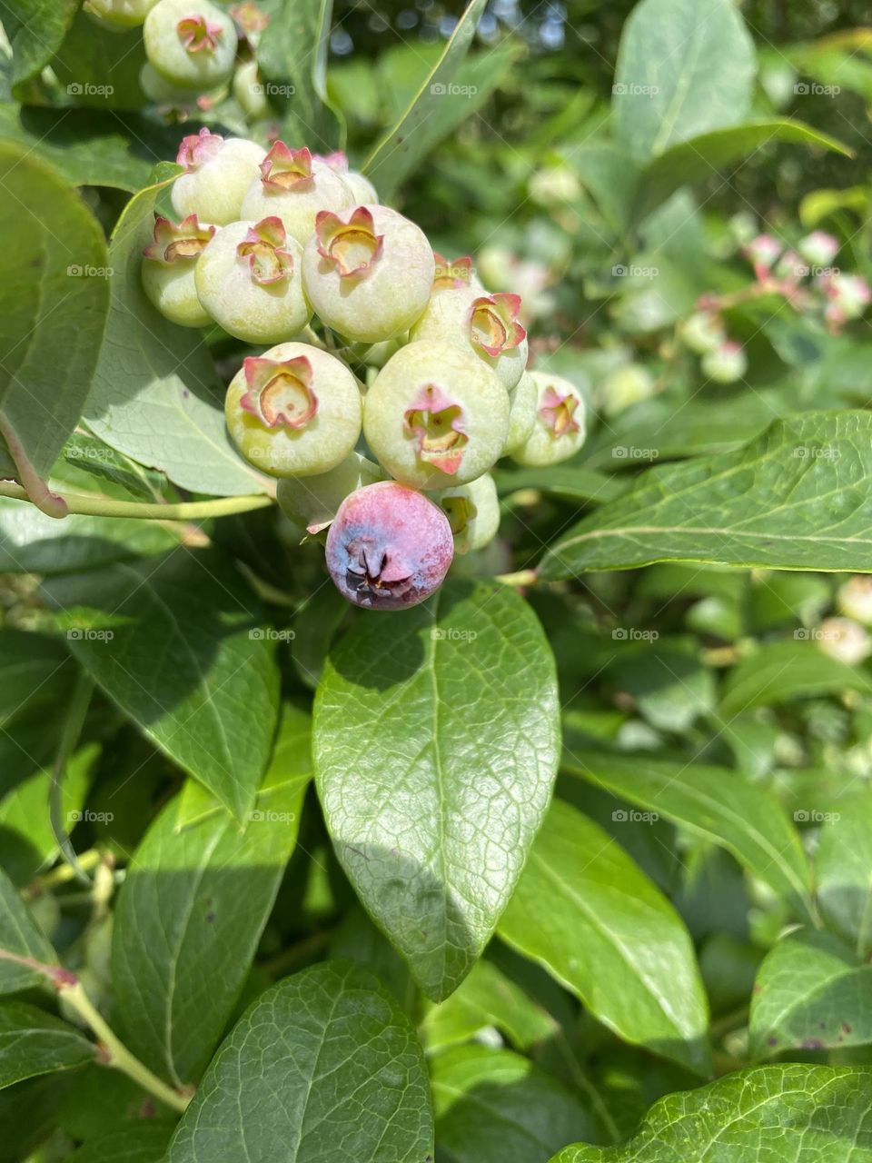 This image shows a cluster of blueberries at various stages of ripeness on the bush. The berries range from green (unripe) to pink (partially ripe) to dark blue (ripe). The leaves are a healthy green, indicating a well-maintained plant.