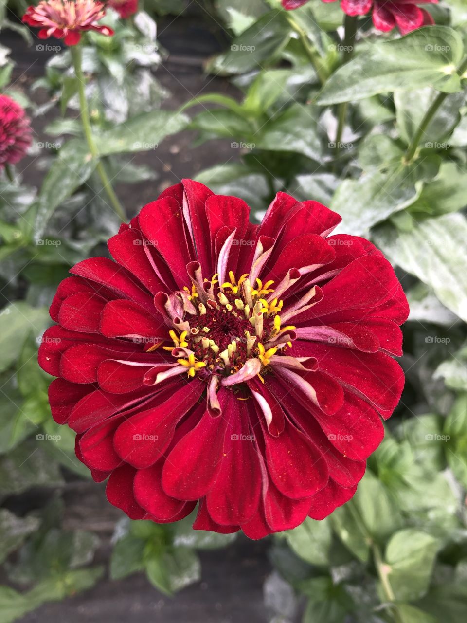 Red Zinna