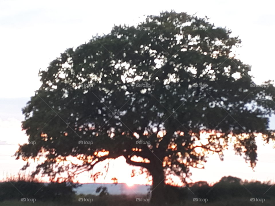 Tree, Landscape, No Person, Park, Branch