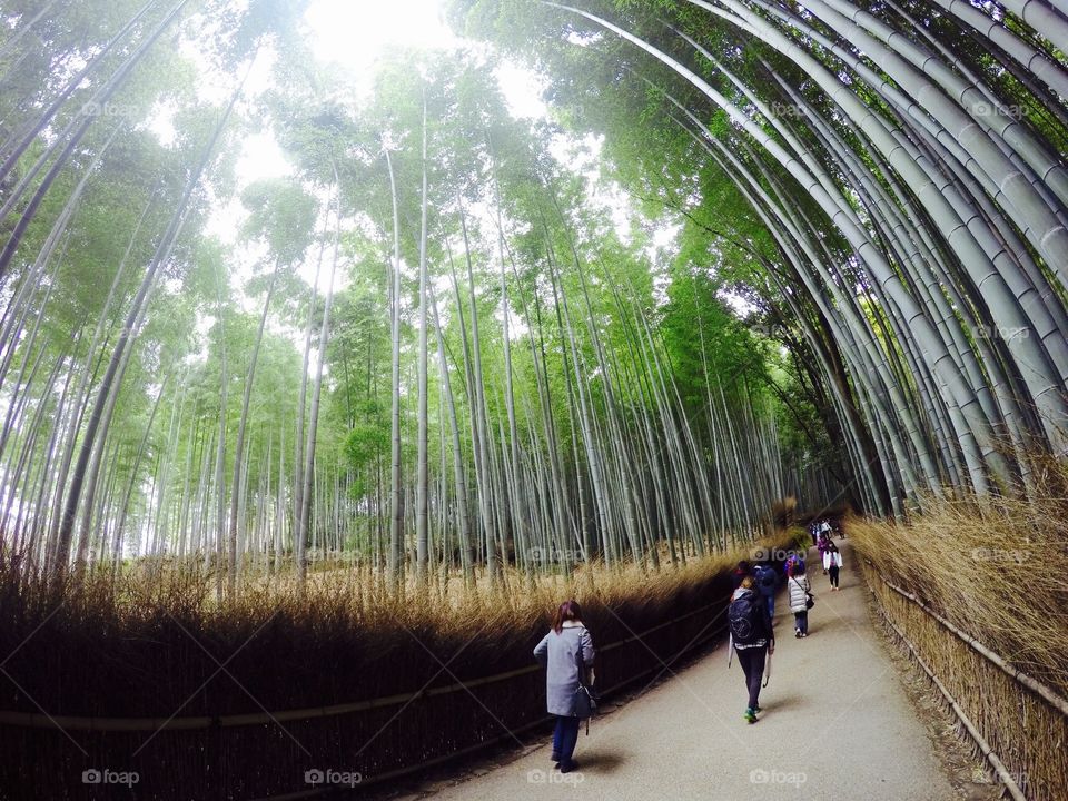 Bamboo Grove. A photo of bamboo grove in Kyoto