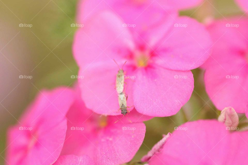 insects on a flower