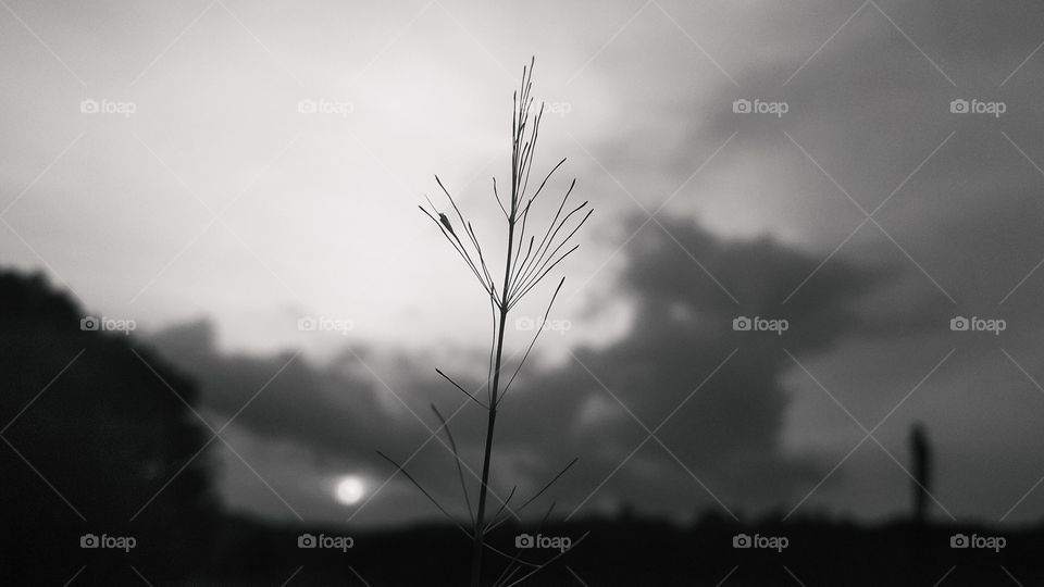 natural beauty.
black and white world