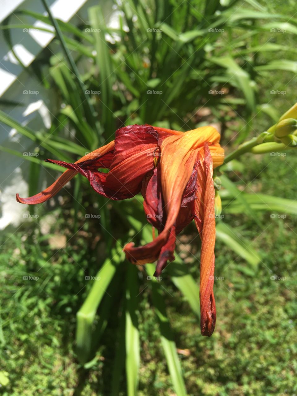 The end of the line for this day lily but there’s more to come soon lots more of these.