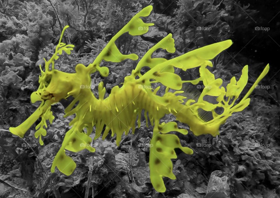 Leafy Sea Dragon.  Beautiful sea creature 