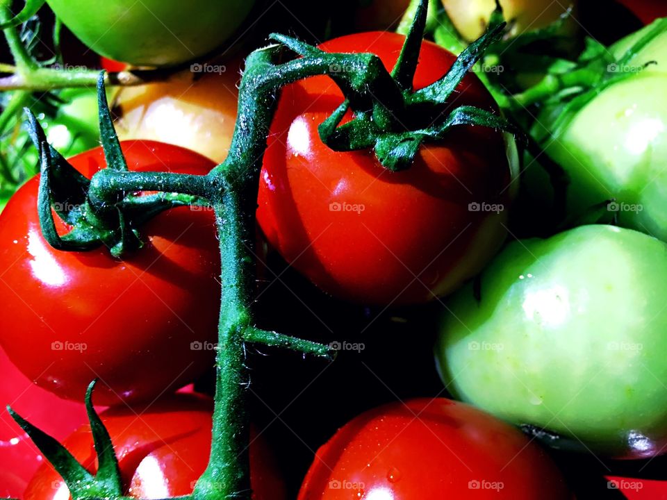 Vibrant tomatoes 