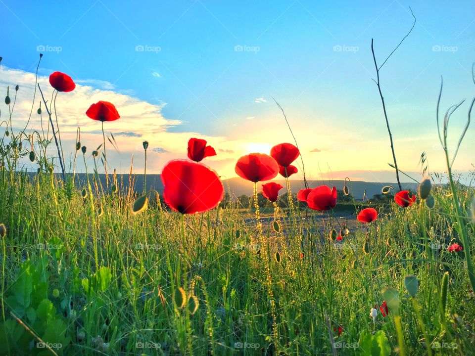 Poppy field