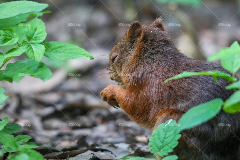 Little squirrel in the forest