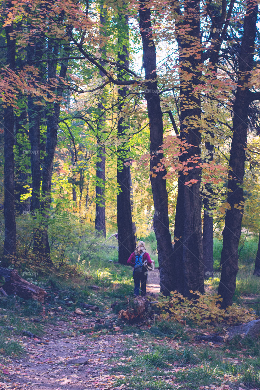 Fall, Wood, Leaf, Tree, Landscape