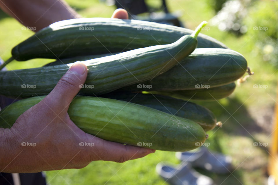 Close-up of person with fresh cucumbers