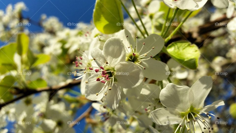 Blossom of flowers during springtime