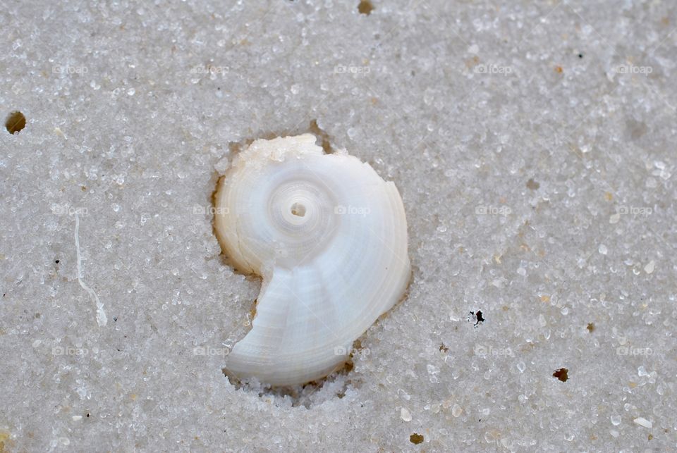 Close-up of broken seashell