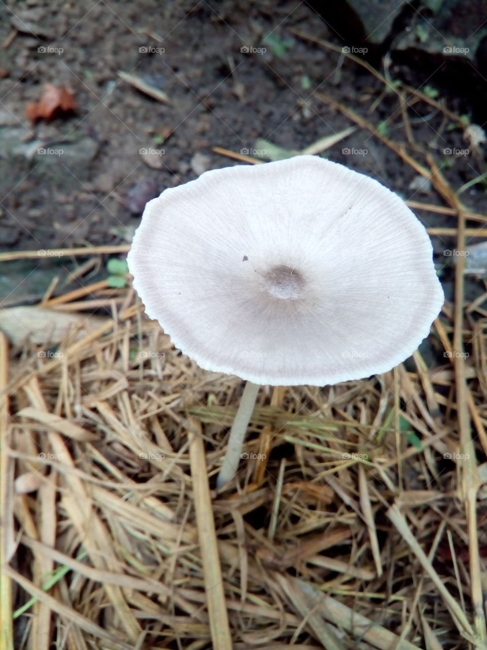 mushroom 🍄