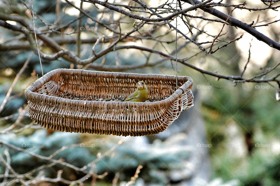 Wicker bird feeder. Wicker bird feeder